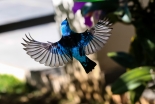 aves-casa-dos-arautos-casa-nossa-senhora-da-divina-providencia-passa-azul-natureza aves-casa-dos-arautos-casa-nossa-senhora-da-divina-providencia-passa-azul-natureza